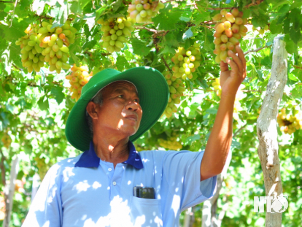 Vì sao nông dân Ninh Thuận ưa thích và đang tích cực mở rộng diện tích trồng giống nho ra trái &quot;quá trời&quot; này? - Ảnh 1.