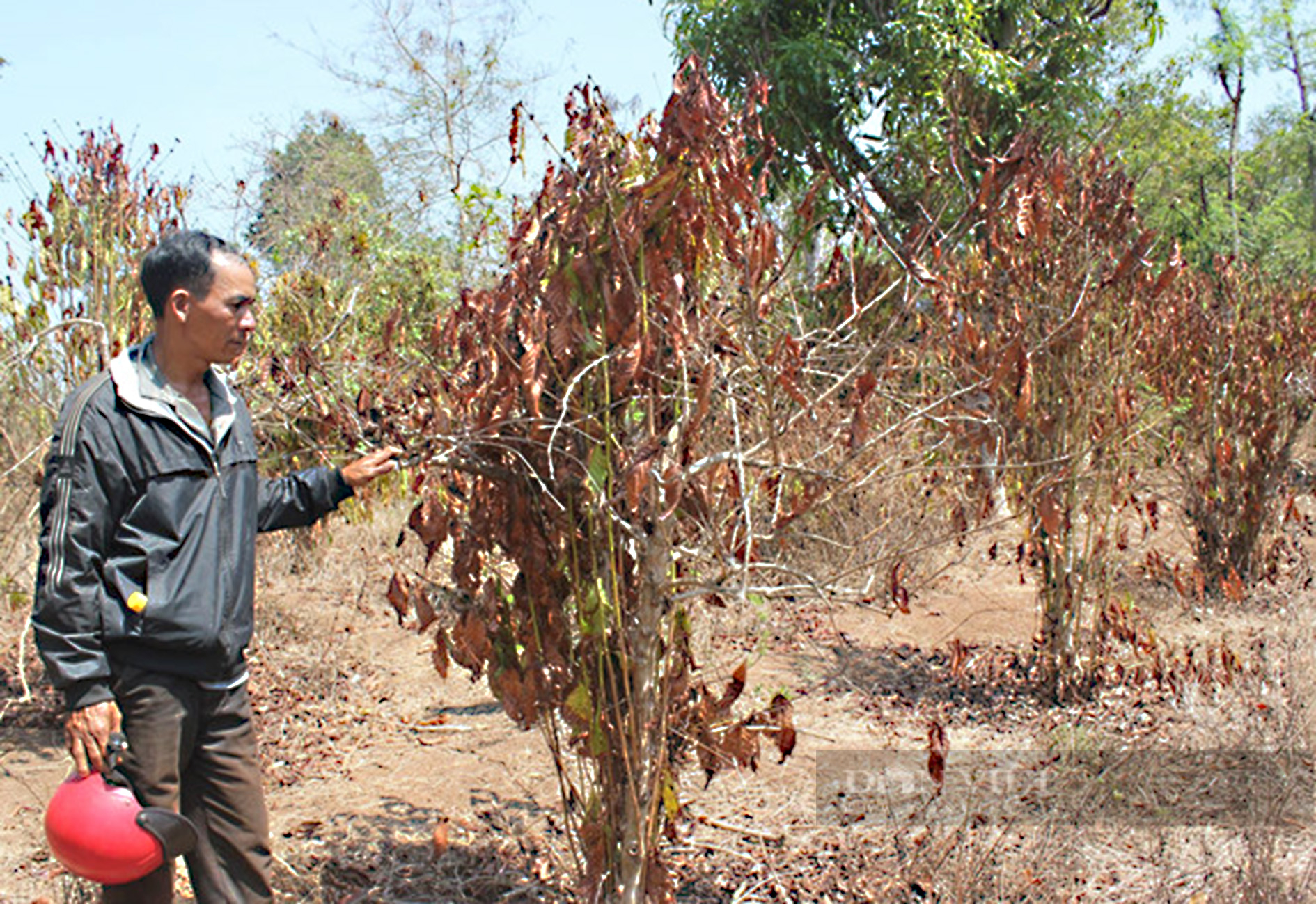 Giá cà phê nhân Đắk Lắk rớt mạnh, nông dân chia sẻ cách trị tuyến trùng - Ảnh 2.