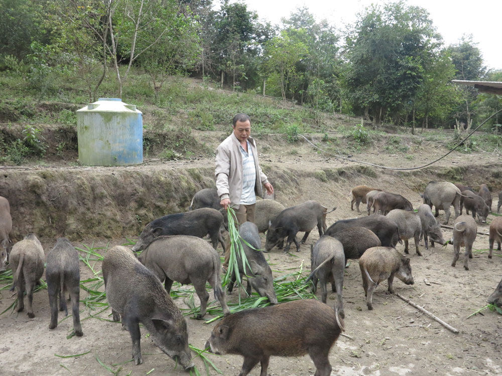 Thả trăm con lợn đen trũi trên đất đồi, tha hồ ăn cỏ voi, dây khoai, chủ trại không có đủ lợn để bán