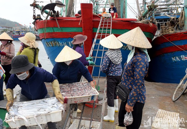 Giá dầu tăng cao, ngư dân Nghệ An thua lỗ sau chuyến biển - Ảnh 2.