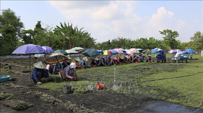 Đồng Tháp: Trồng cỏ nhung giúp nhiều gia đình phát triển kinh tế - Ảnh 1.