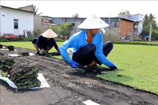 Đồng Tháp: Trồng cỏ nhung giúp nhiều gia đình phát triển kinh tế - Ảnh 2.