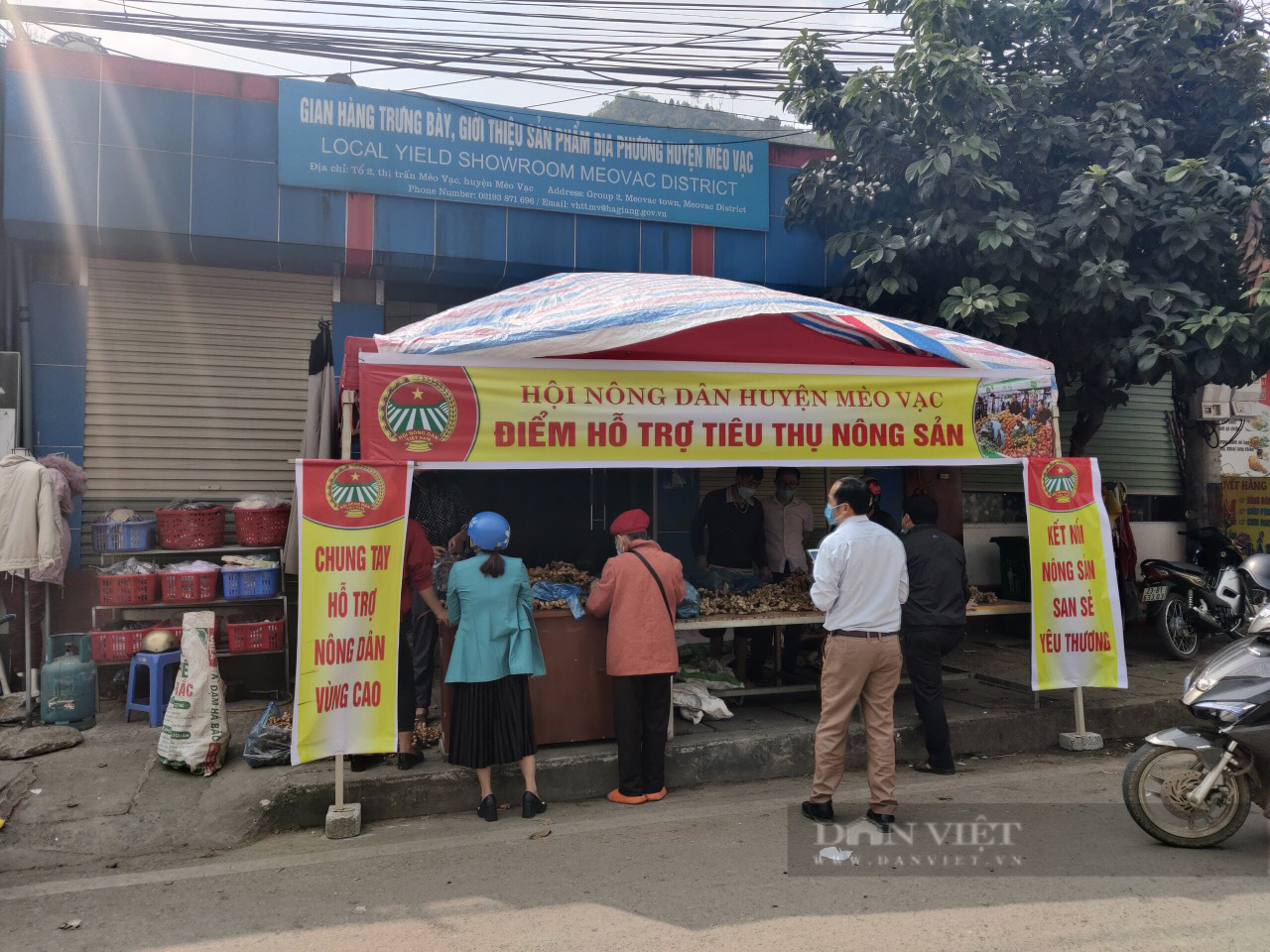 Hà Giang: Gừng Mèo Vạc được mùa, toàn củ to đẹp mà lại khó bán, Hội Nông dân lập tức làm điều này - Ảnh 2.