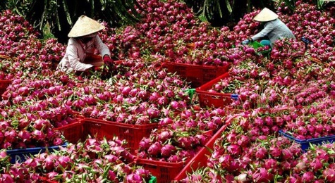 Cần xây dựng tiêu chuẩn cho nông sản Việt trên thị trường quốc tế - Ảnh 1.