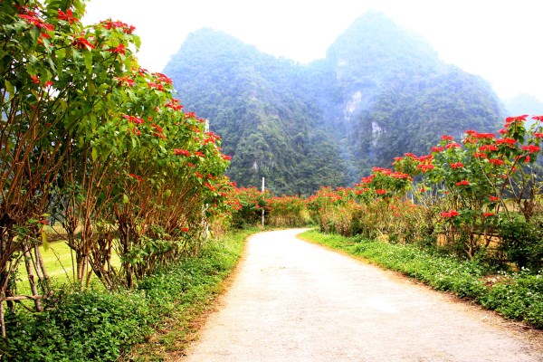 Ở nơi này của Cao Bằng, dân trồng thứ cây cảnh, lá &quot;nở&quot; thành hoa đỏ cả đường, ai cũng muốn có vài &quot;pô&quot; ảnh - Ảnh 1.