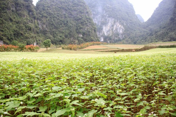 Ở nơi này của Cao Bằng, dân trồng thứ cây cảnh, lá &quot;nở&quot; thành hoa đỏ cả đường, ai cũng muốn có vài &quot;pô&quot; ảnh - Ảnh 5.