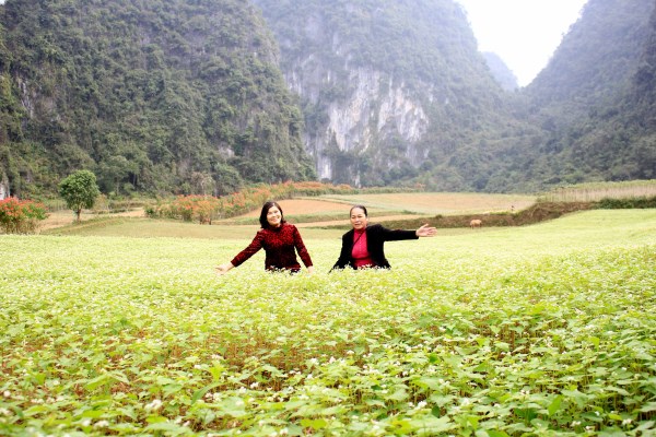 Ở nơi này của Cao Bằng, dân trồng thứ cây cảnh, lá &quot;nở&quot; thành hoa đỏ cả đường, ai cũng muốn có vài &quot;pô&quot; ảnh - Ảnh 4.