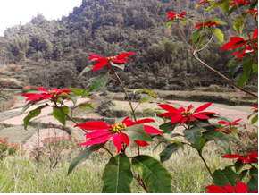Ở nơi này của Cao Bằng, dân trồng thứ cây cảnh, lá &quot;nở&quot; thành hoa đỏ cả đường, ai cũng muốn có vài &quot;pô&quot; ảnh - Ảnh 2.