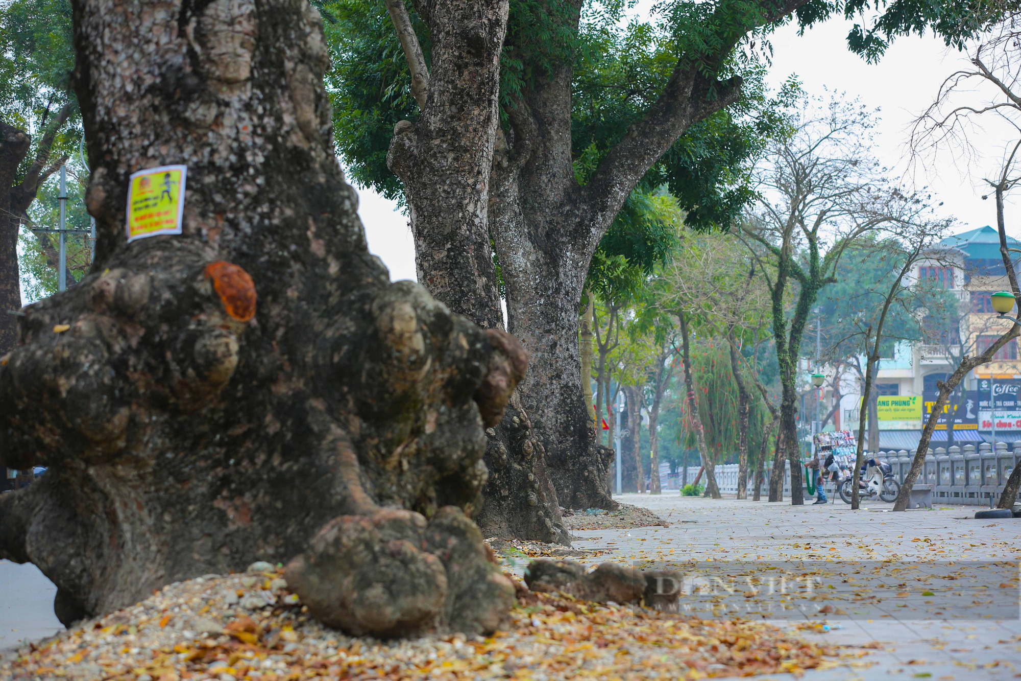 Hình hài tuyến phố đi bộ thứ 4 của Hà Nội bao quanh Thành cổ Sơn Tây - Ảnh 8.