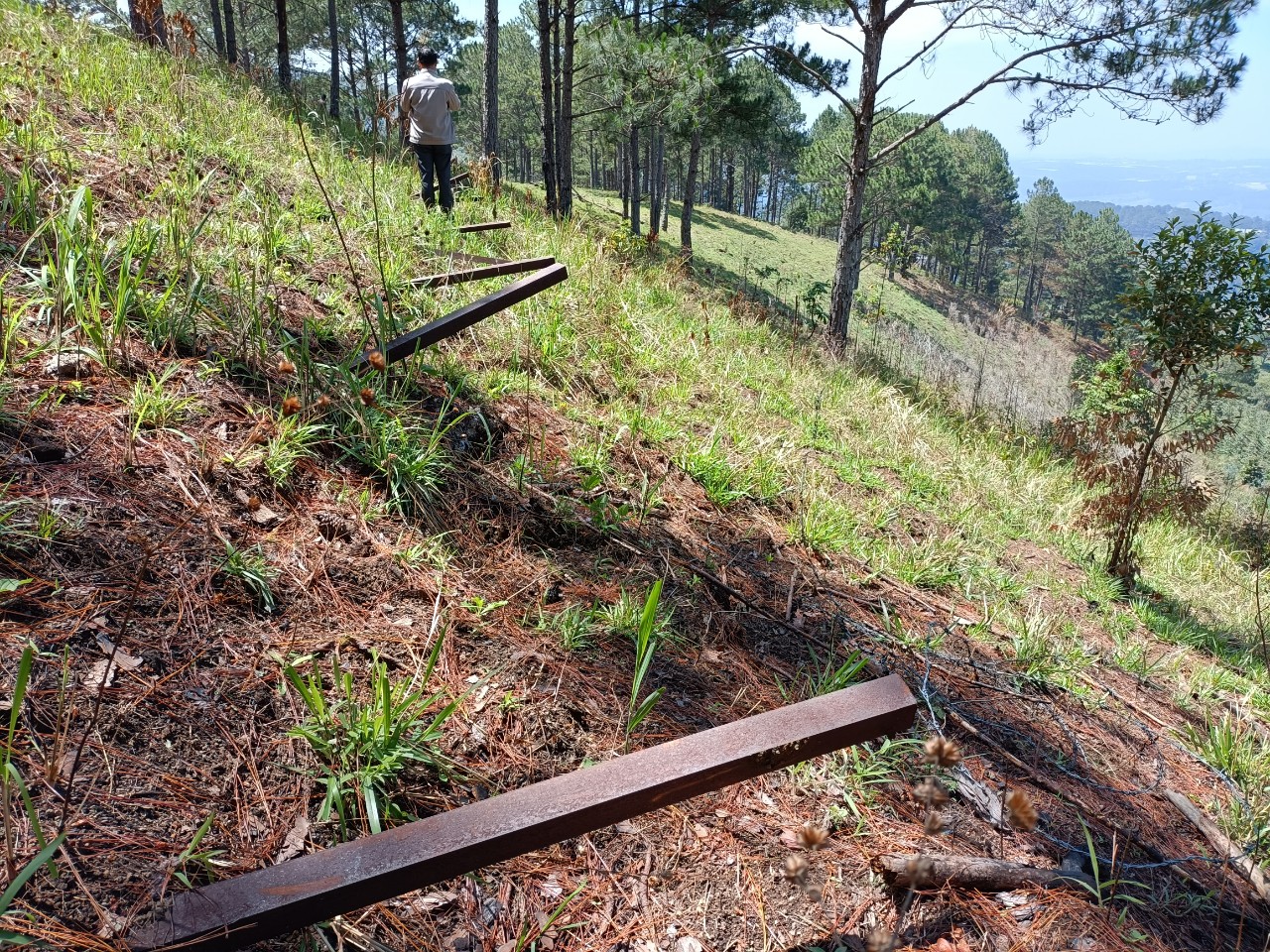 Lâm Đồng: 3 tháng đầu năm liên tiếp xảy ra phá rừng, Phó Thủ tướng Lê Văn Thành chỉ đạo xử lý - Ảnh 7.