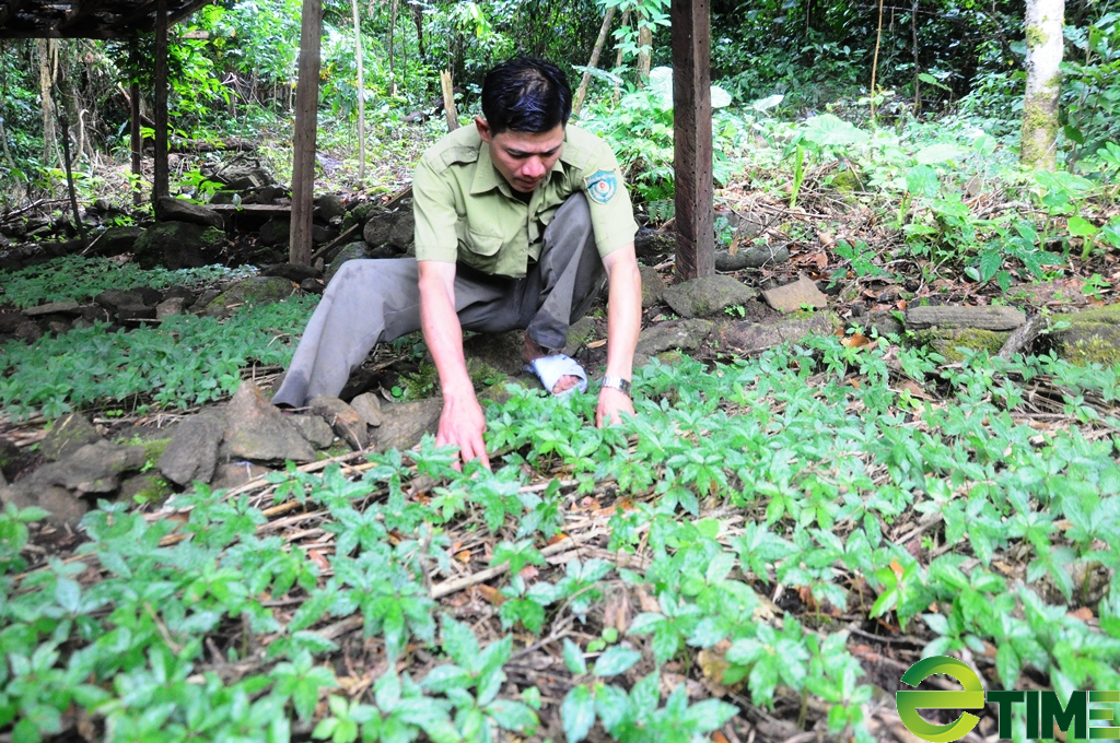 Quảng Nam đề xuất với Thủ tướng trồng 2.000ha cây dược liệu quý hiếm - Ảnh 1.