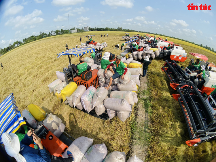 Xem máy gặt dàn hàng trên cánh đồng lúa xuất khẩu châu Âu - Ảnh 10.