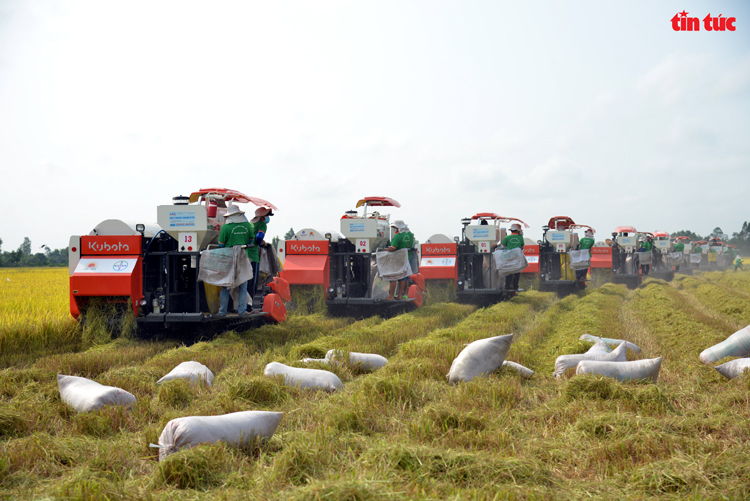 Xem máy gặt dàn hàng trên cánh đồng lúa xuất khẩu châu Âu - Ảnh 4.