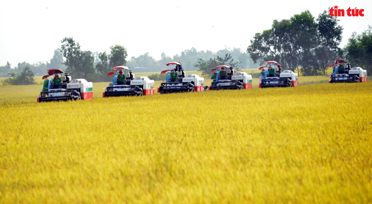 Xem máy gặt dàn hàng trên cánh đồng lúa xuất khẩu châu Âu - Ảnh 2.