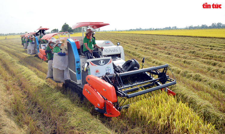 Xem máy gặt dàn hàng trên cánh đồng lúa xuất khẩu châu Âu - Ảnh 1.