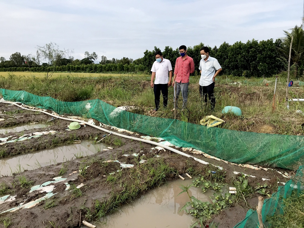 Nuôi lươn giống bán toàn con lít nhít, nông dân An Giang thu lãi rõ cao - Ảnh 2.