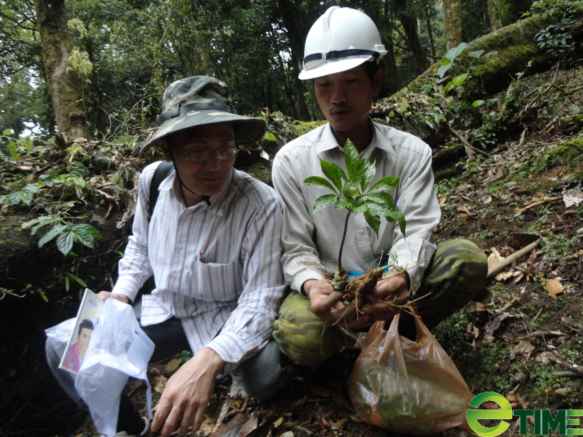 Quảng Nam đề xuất với Thủ tướng trồng 2.000ha cây dược liệu quý hiếm - Ảnh 2.