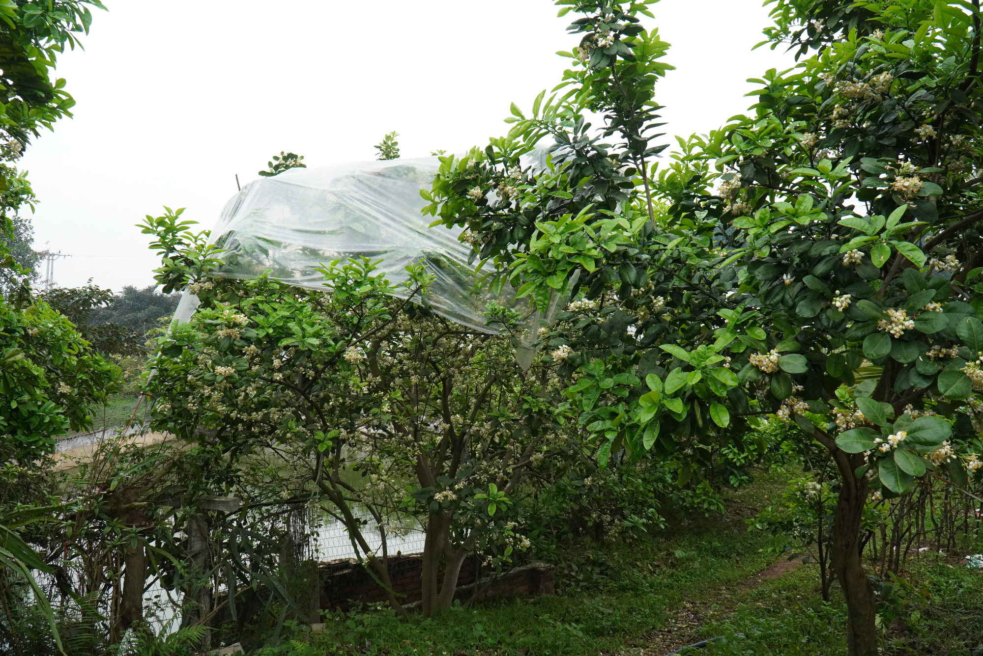 Nông dân Bắc Giang tiết lộ lý do giăng ni lông cho vườn bưởi chớm nở hoa thơm ngát - Ảnh 1.