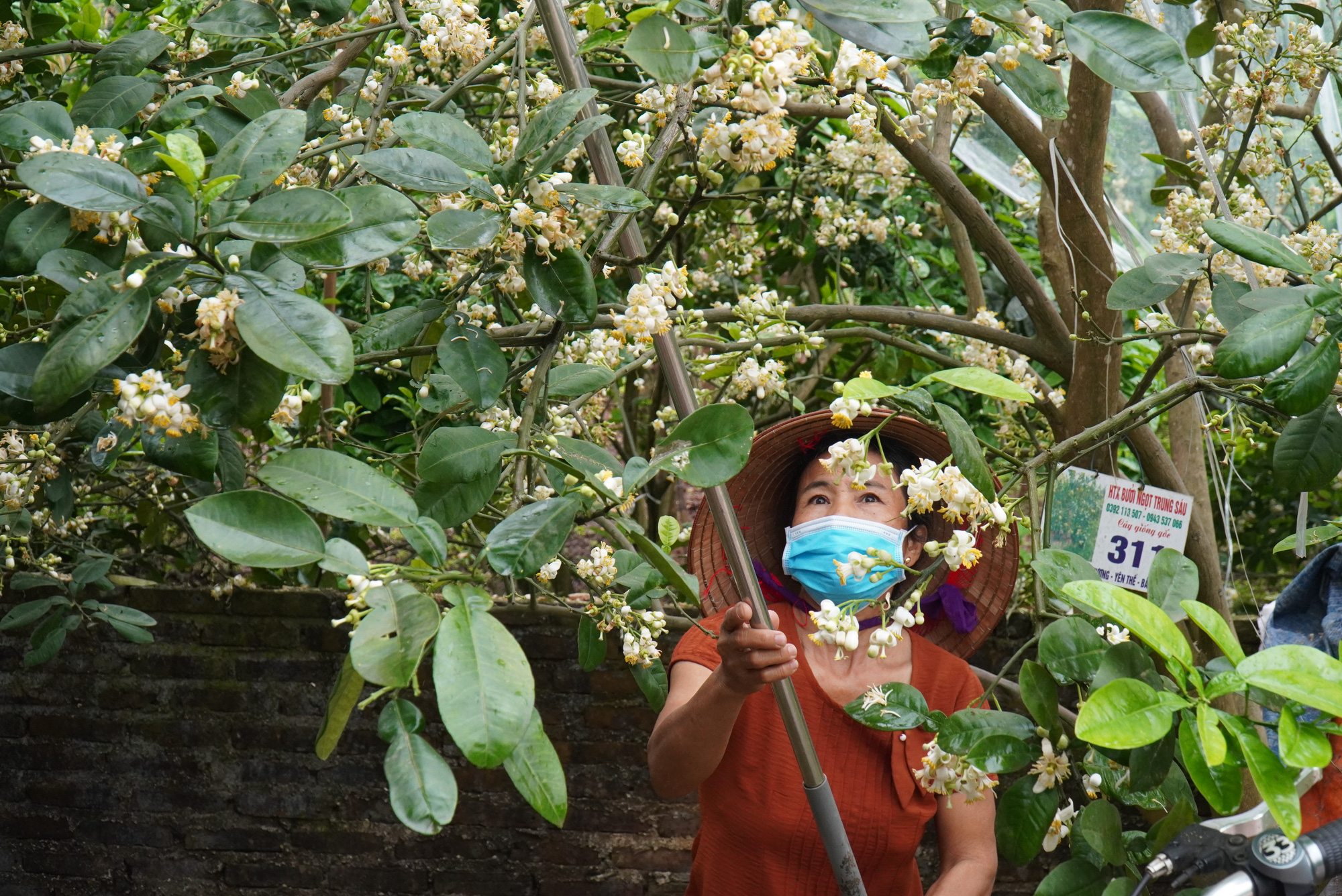 Nông dân Bắc Giang tiết lộ lý do giăng ni lông cho vườn bưởi chớm nở hoa thơm ngát - Ảnh 2.