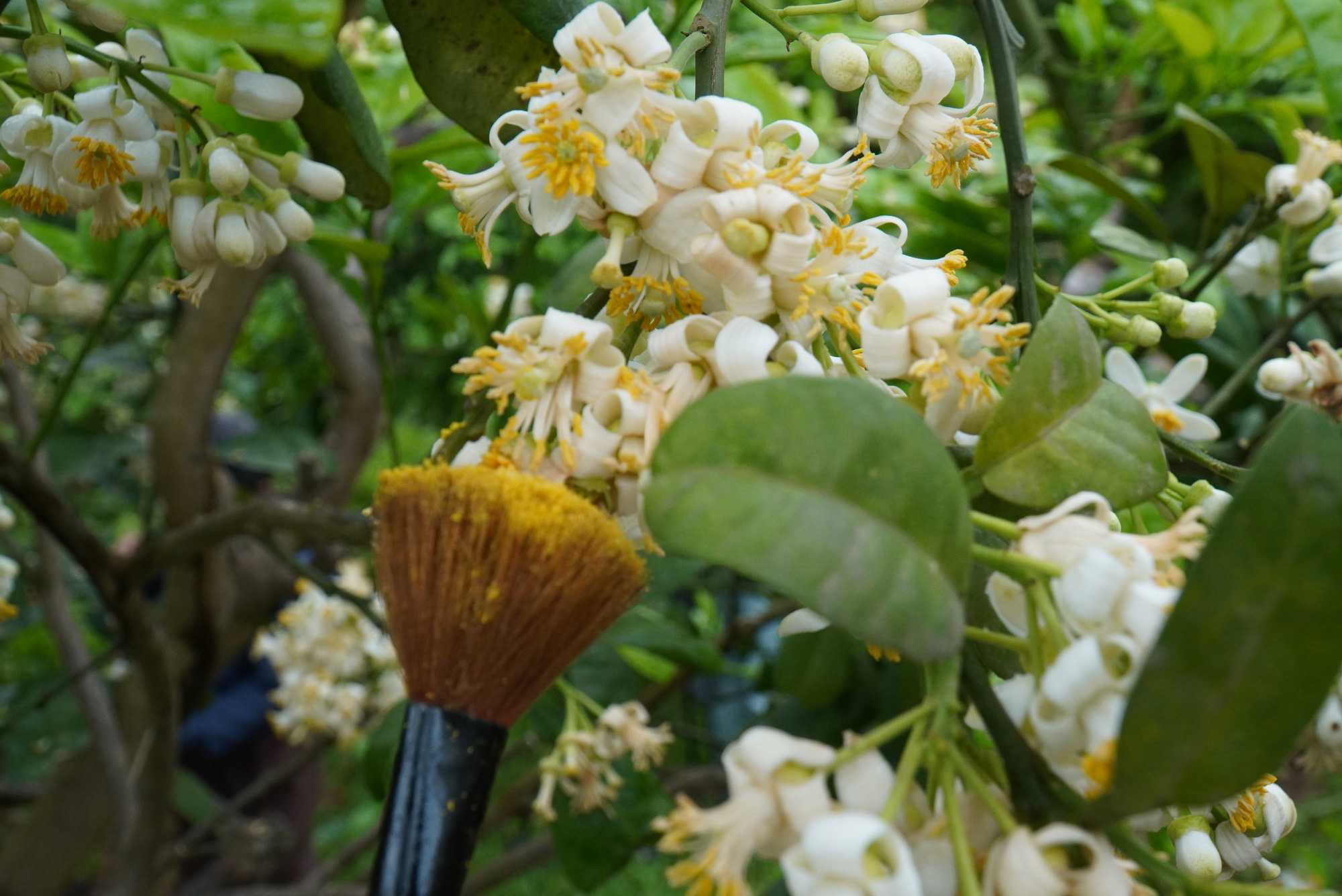 Nông dân Bắc Giang tiết lộ lý do giăng ni lông cho vườn bưởi chớm nở hoa thơm ngát - Ảnh 3.