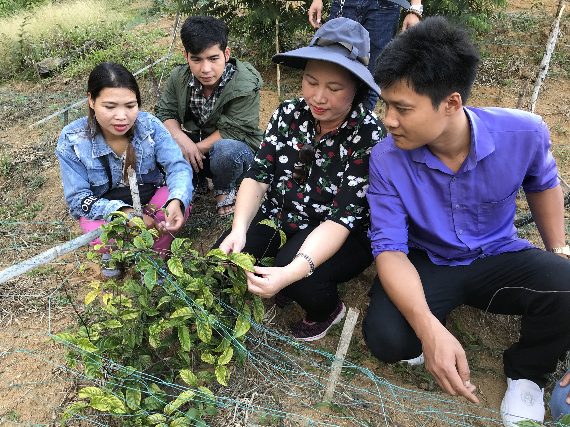 Quảng Nam đề xuất với Thủ tướng trồng 2.000ha cây dược liệu quý hiếm - Ảnh 3.