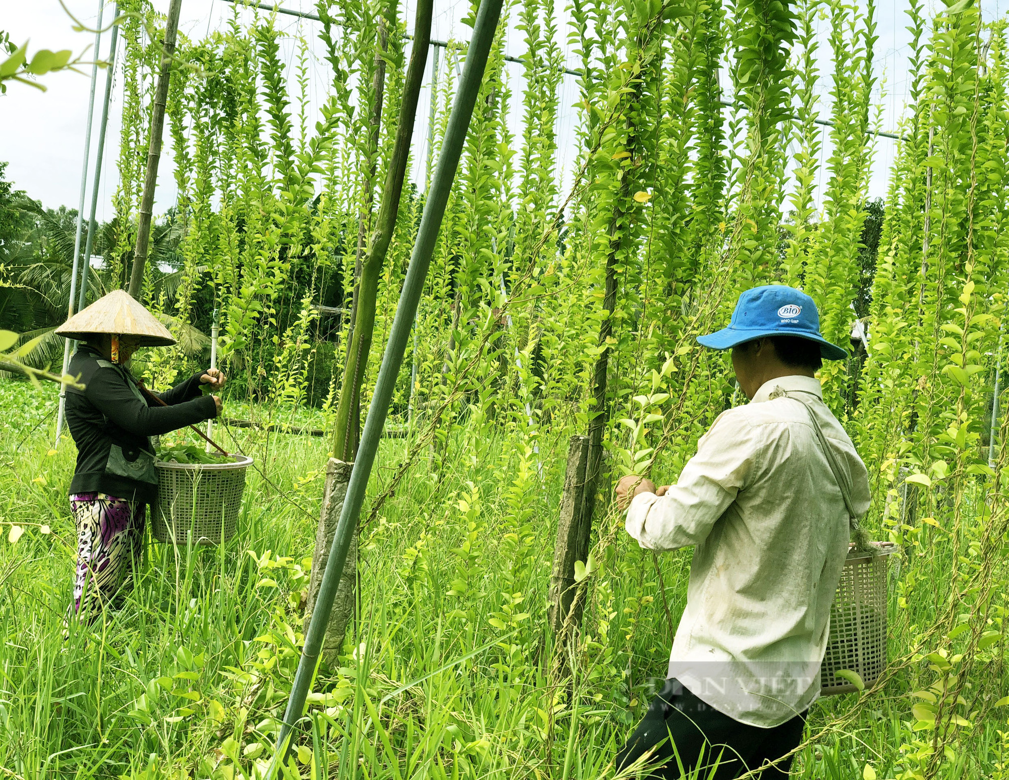 Trồng loài cây chỉ lấy lá và làm giàn cho leo, vợ chồng anh nông dân nhàn hạ thu tiền - Ảnh 4.