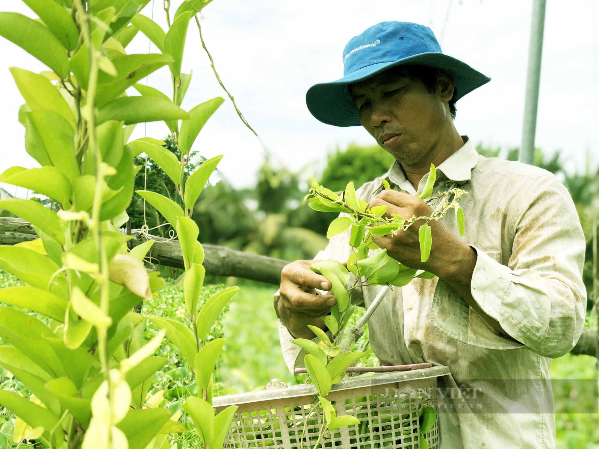 Trồng loài cây chỉ lấy lá và làm giàn cho leo, vợ chồng anh nông dân nhàn hạ thu tiền - Ảnh 9.