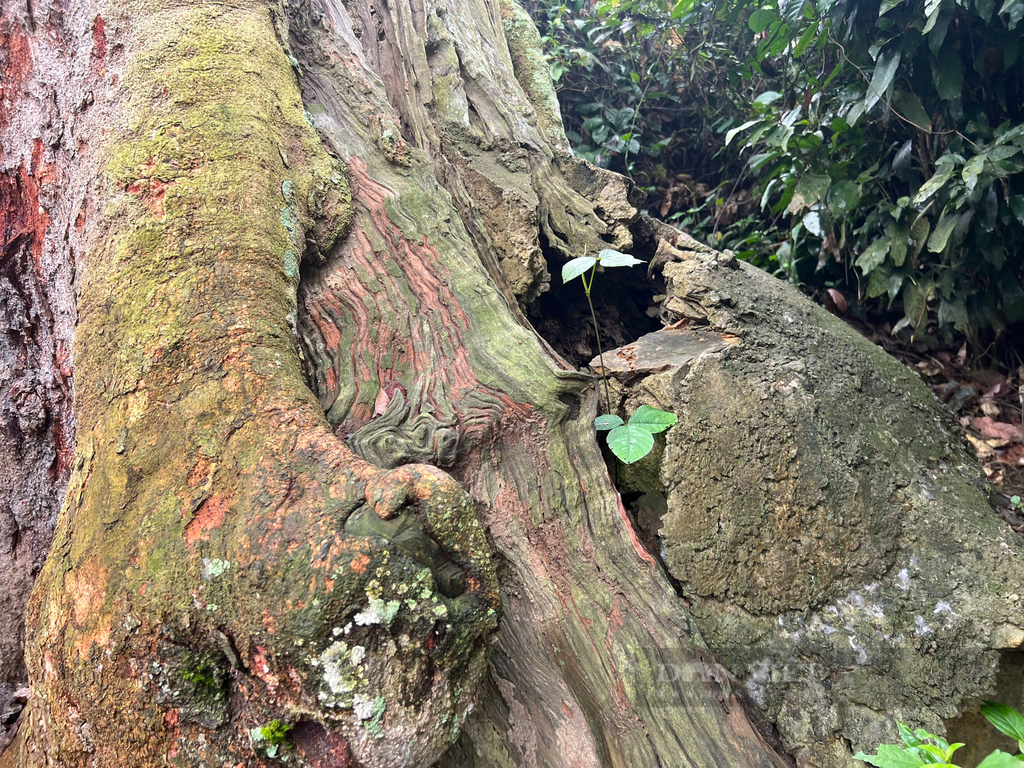 Chiêm ngưỡng cây lim xanh nghìn năm tuổi tại Vườn Quốc gia Bến En - Ảnh 7.