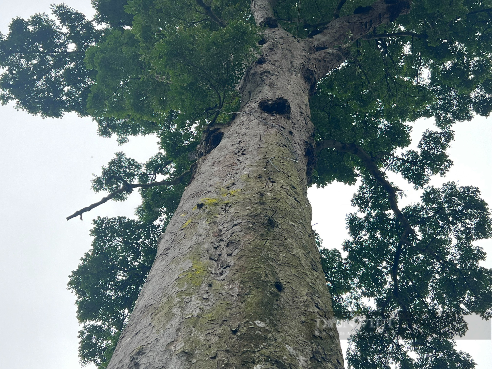 Chiêm ngưỡng cây lim xanh nghìn năm tuổi tại Vườn Quốc gia Bến En - Ảnh 9.