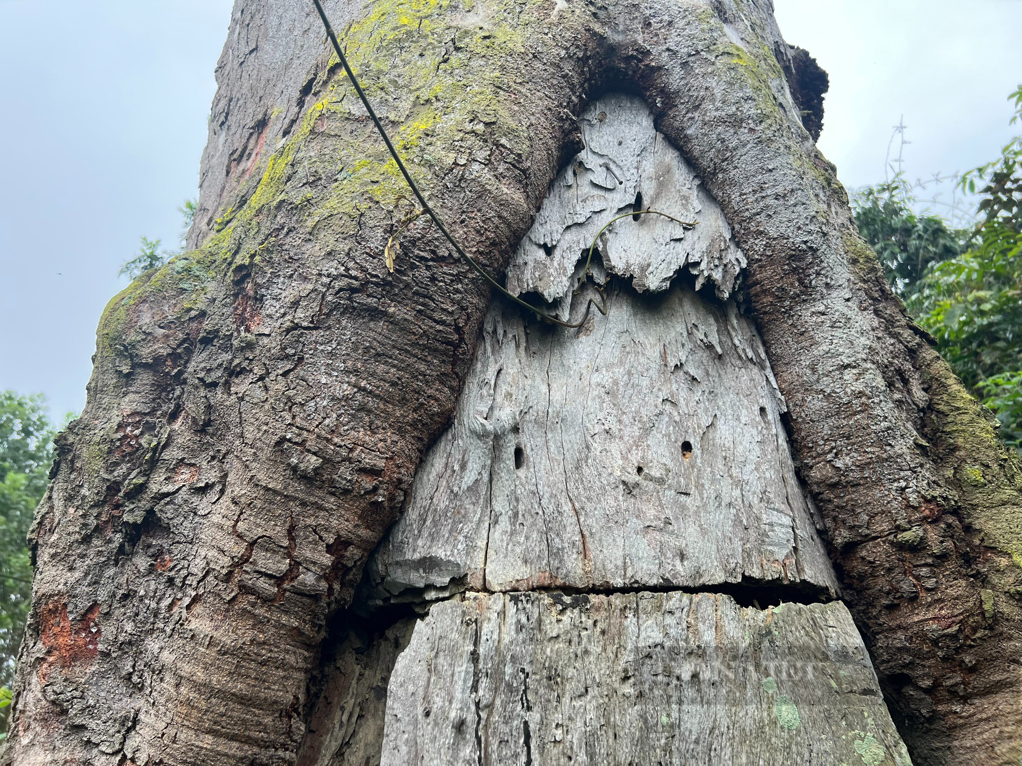Chiêm ngưỡng cây lim xanh nghìn năm tuổi tại Vườn Quốc gia Bến En - Ảnh 6.