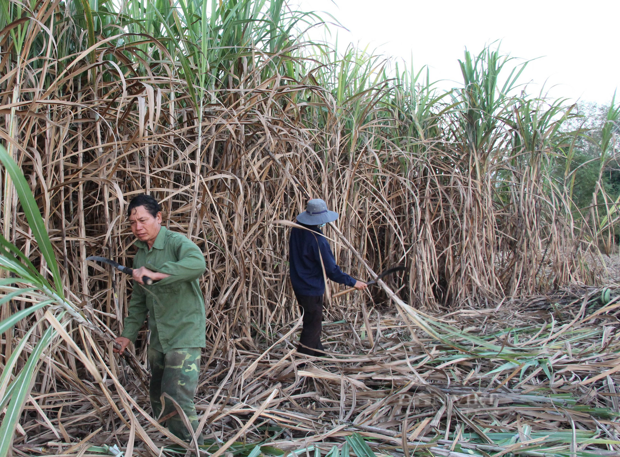 Đắk Lắk: Nông dân vui vì mía được giá, doanh nghiệp mía đường buồn vì thiếu nguyên liệu  - Ảnh 2.