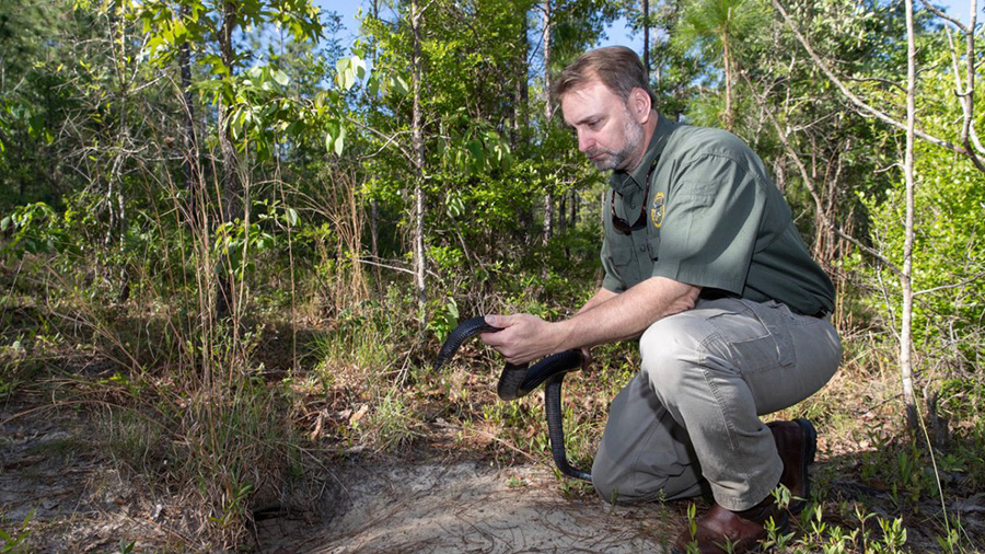 Du lịch Mỹ: Tới Alabama - nơi lần thứ 2 phát hiện loài “săn mồi trên đỉnh” hiếm thấy sau 60 năm - Ảnh 1.