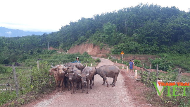 Lai châu: Nông dân Sìn Hồ thi đua sản xuất, kinh doanh giỏi - Ảnh 2.