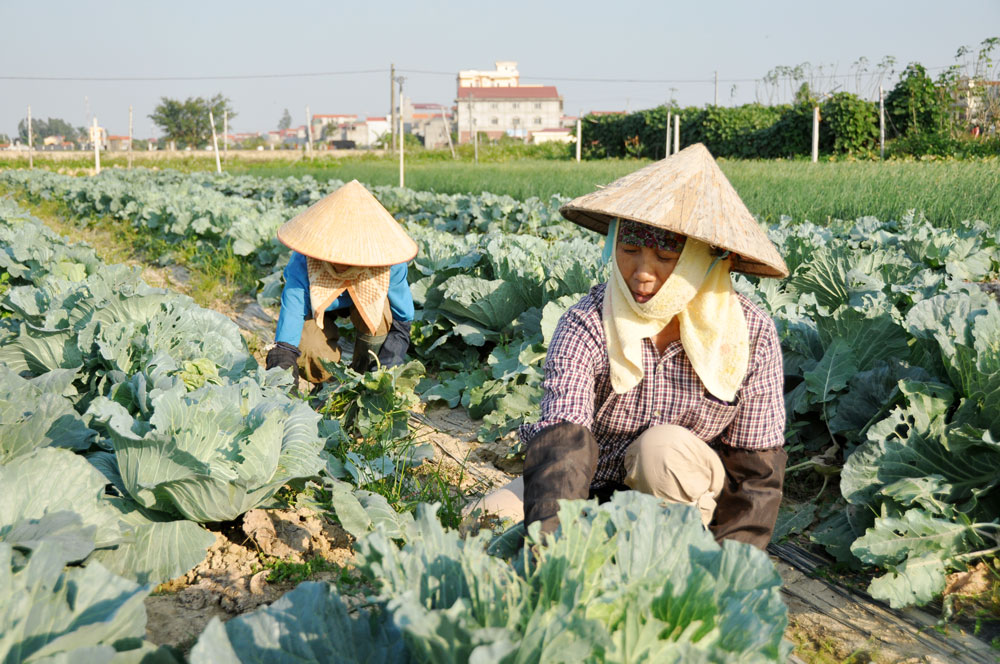 Bắc Ninh: Hội Nông dân Gia Bình triển khai linh hoạt nhiều giải pháp, cùng nông dân thích ứng với đại dịch - Ảnh 2.