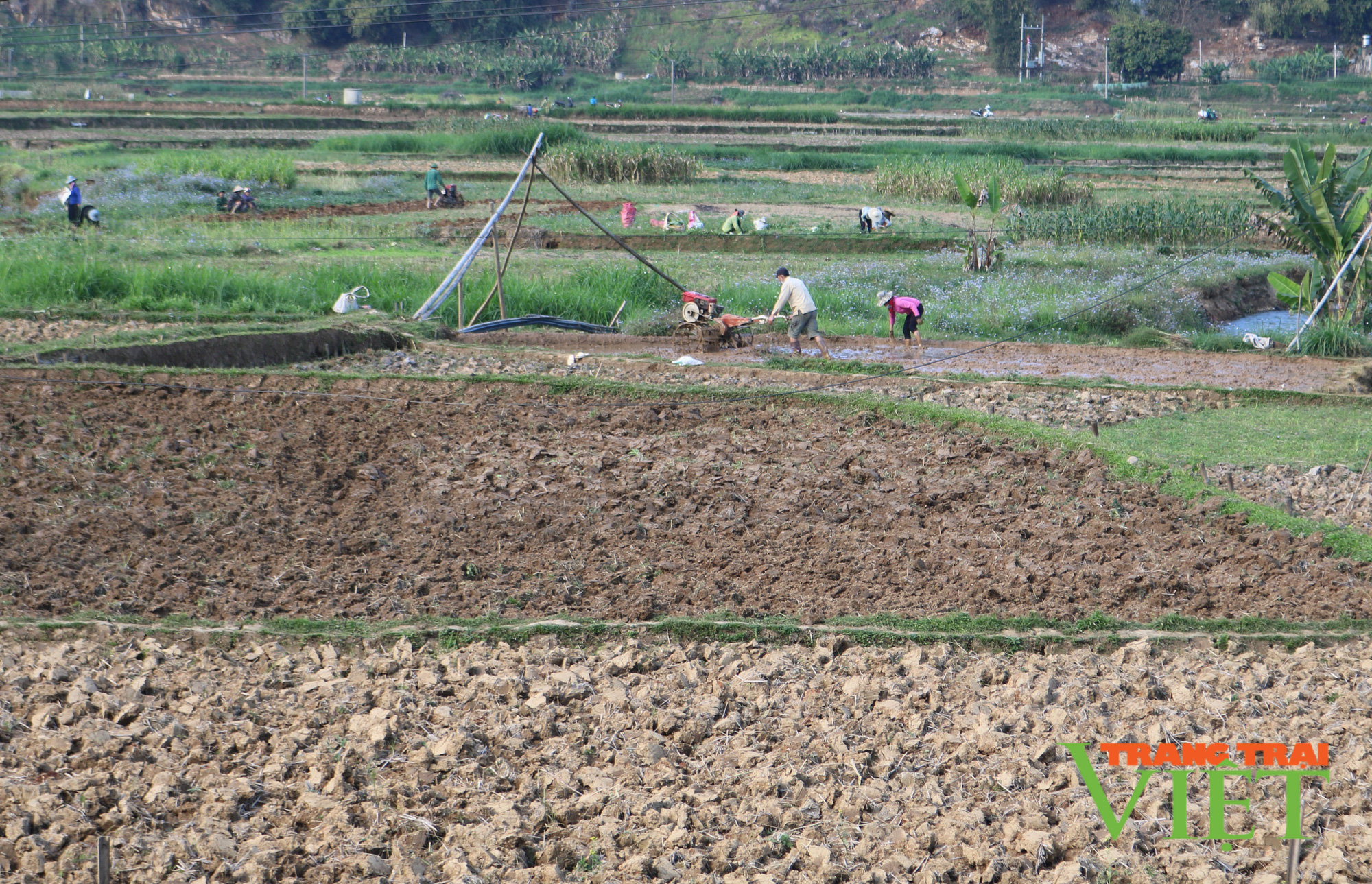 Nông thôn Tây Bắc: Thuận Châu tập trung chăm sóc lúa vụ xuân - Ảnh 1.