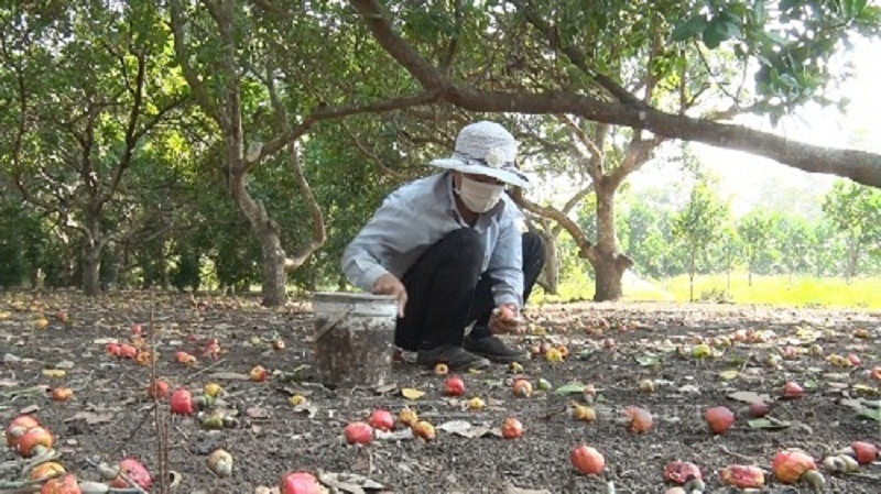 Giá hạt điều thấp, giảm chỉ tiêu kim ngạch xuất khẩu - Ảnh 3.