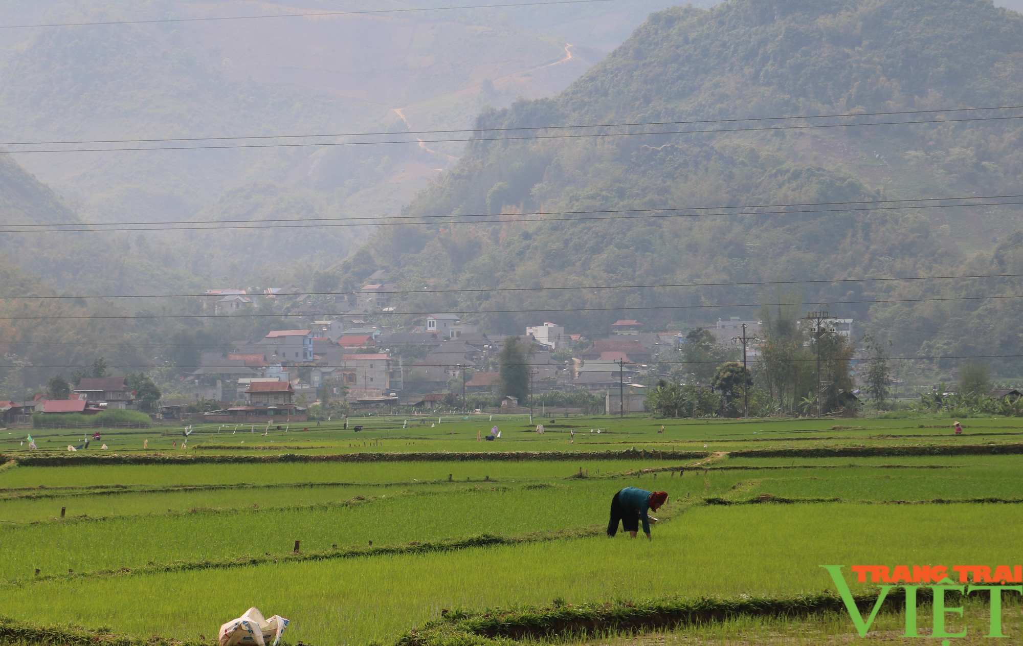 Nông thôn Tây Bắc: Thuận Châu tập trung chăm sóc lúa vụ xuân - Ảnh 2.