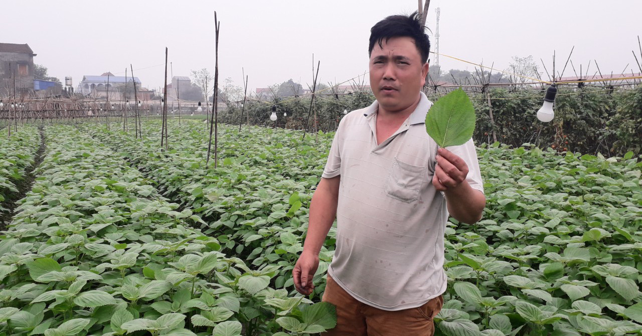 Trồng tía tô mà ruộng xanh ngăn ngắt, hái lá bán ra nước ngoài, nông dân Thái Nguyên như trúng số