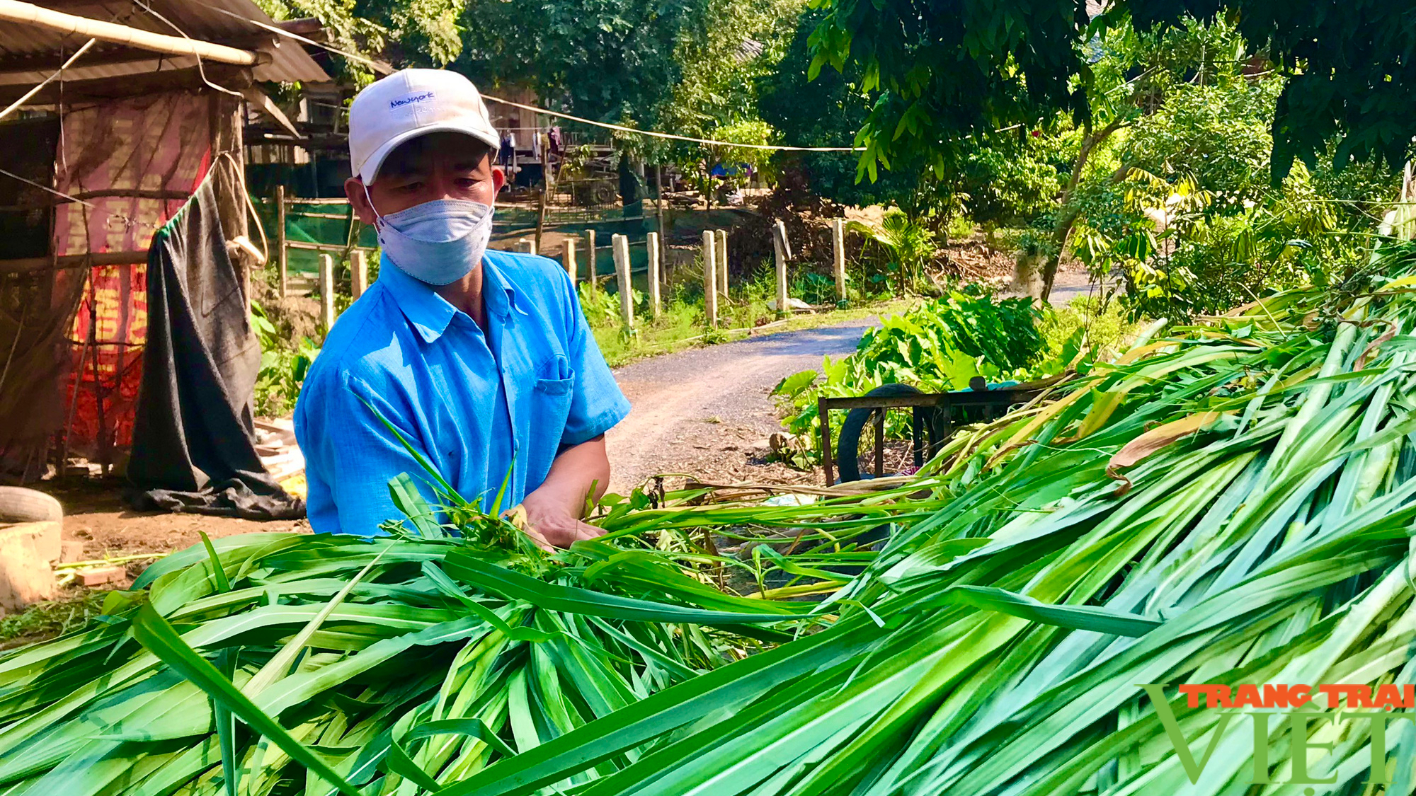 Nông dân Tây Bắc: &quot;đổi đời&quot; từ trồng cỏ nuôi bò - Ảnh 4.