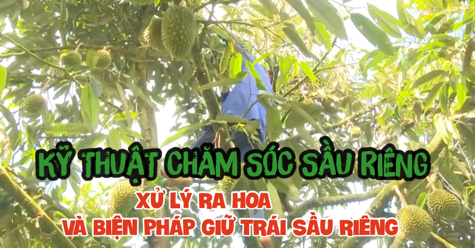 cách thụ phấn cho cây sầu riêng