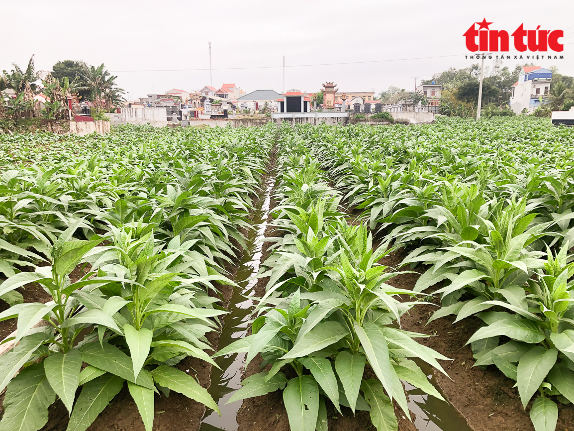 Không tưởng ở Thái Bình: Trồng loài cây có tên &quot;cay đắng&quot; nhưng lại cho thành quả ngọt ngào - Ảnh 1.