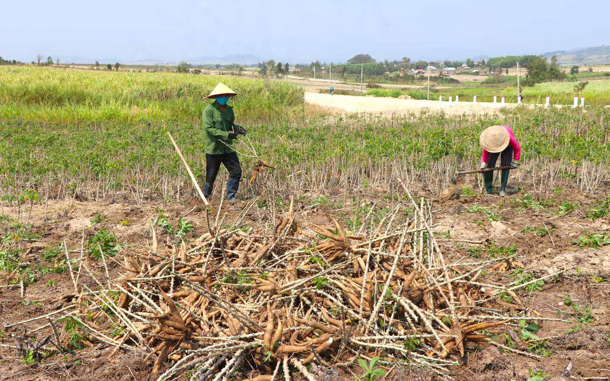 Đang bán sang Trung Quốc hàng triệu tấn nông sản này, tại sao doanh nghiệp lại kêu cứu Thủ tướng Phạm Minh Chính?