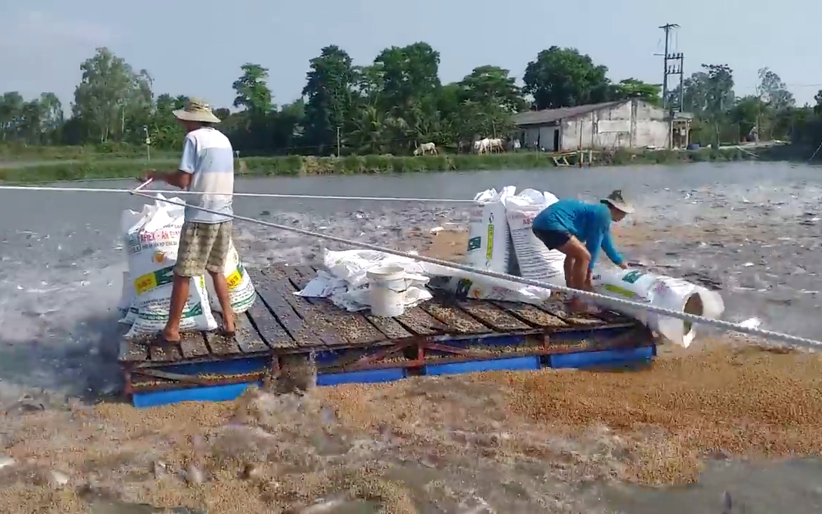 Giá cá tra mới bật nóng, 49 doanh nghiệp đã dính đòn phòng vệ của Mỹ