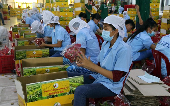 Xuất rau quả sang Mỹ, châu Âu: Đơn hàng tăng vọt - Ảnh 2.