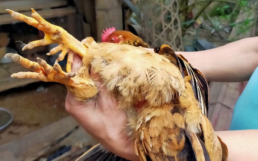 Làng ở Bắc Giang nuôi loài gà lạ mang tên &quot;6 ngón&quot;, bán giá gấp đôi, lớn con nào nhà giàu lùng mua hết sạch