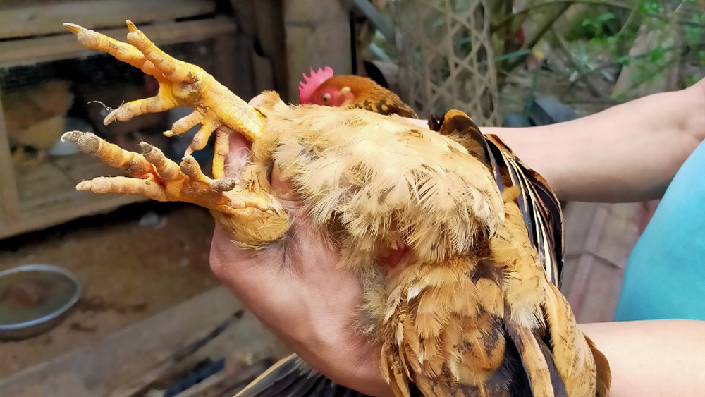 Làng ở Bắc Giang nuôi loài gà lạ mang tên &quot;6 ngón&quot;, bán giá gấp đôi, lớn con nào nhà giàu lùng mua hết sạch - Ảnh 1.