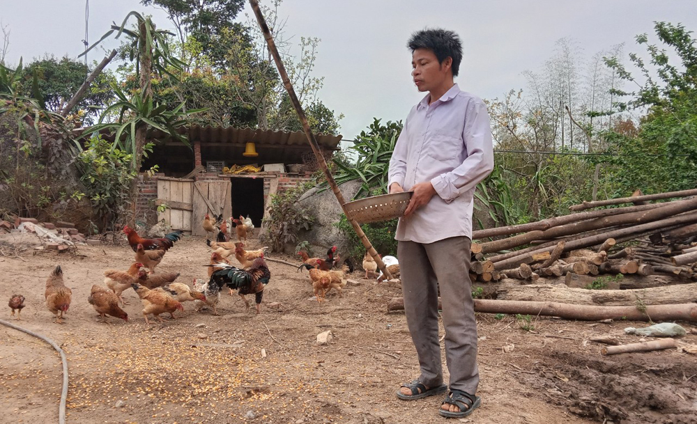 Làng ở Bắc Giang nuôi loài gà lạ mang tên &quot;6 ngón&quot;, bán giá gấp đôi, lớn con nào nhà giàu lùng mua hết sạch - Ảnh 2.