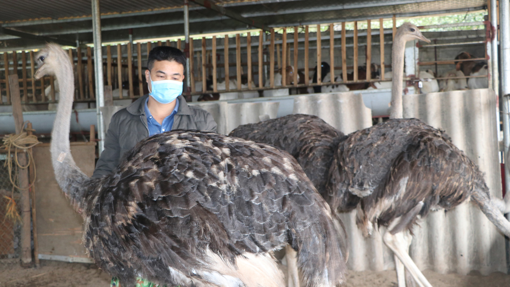 Nuôi loài chim to xác, nặng cả tạ, anh thanh niên Bắc Giang bán 1 con lãi 3 triệu đồng - Ảnh 1.