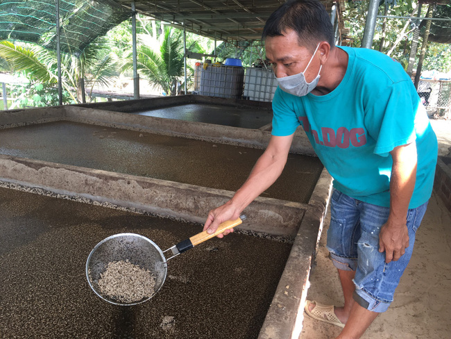 Vì sao nhiều nông dân muốn nuôi loài ruồi đẻ ra ấu trùng giàu dinh dưỡng để &quot;tẩm bổ&quot; cho heo, gà, vịt...nhanh lớn? - Ảnh 4.