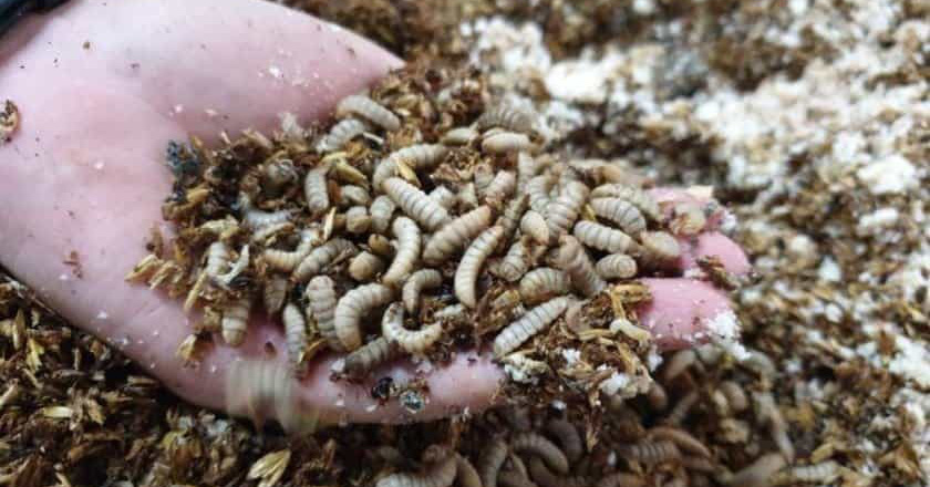 Nhiều nông dân muốn nuôi loài ruồi lính đen đẻ ra ấu trùng để 